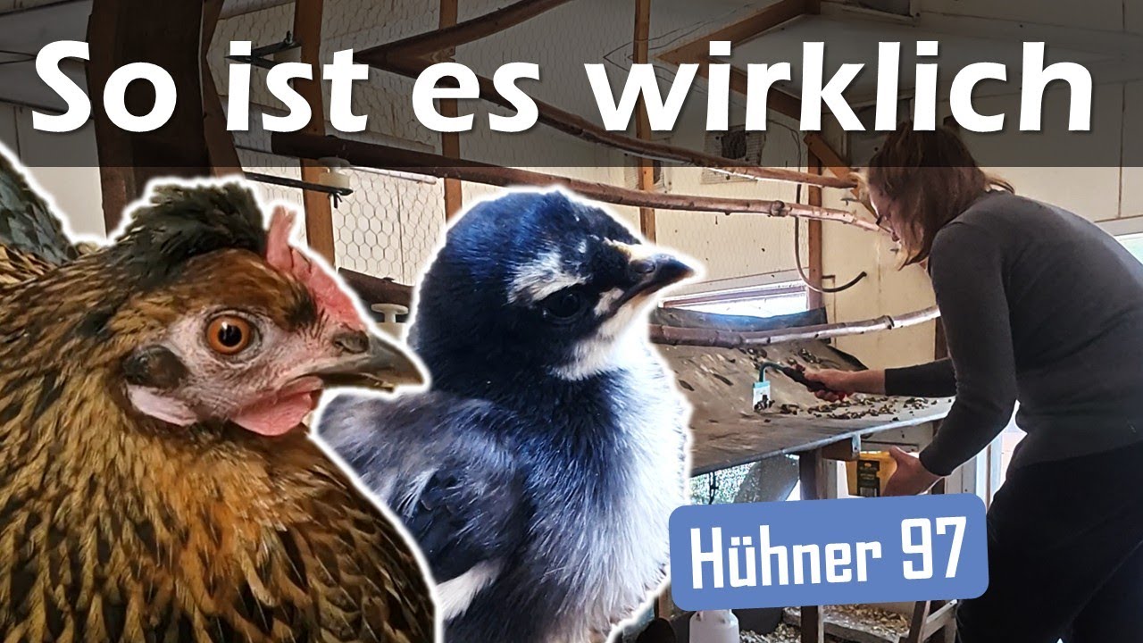 Wie aufwändig sind #Hühner & Glucken & Küken? 😮‍💨 97