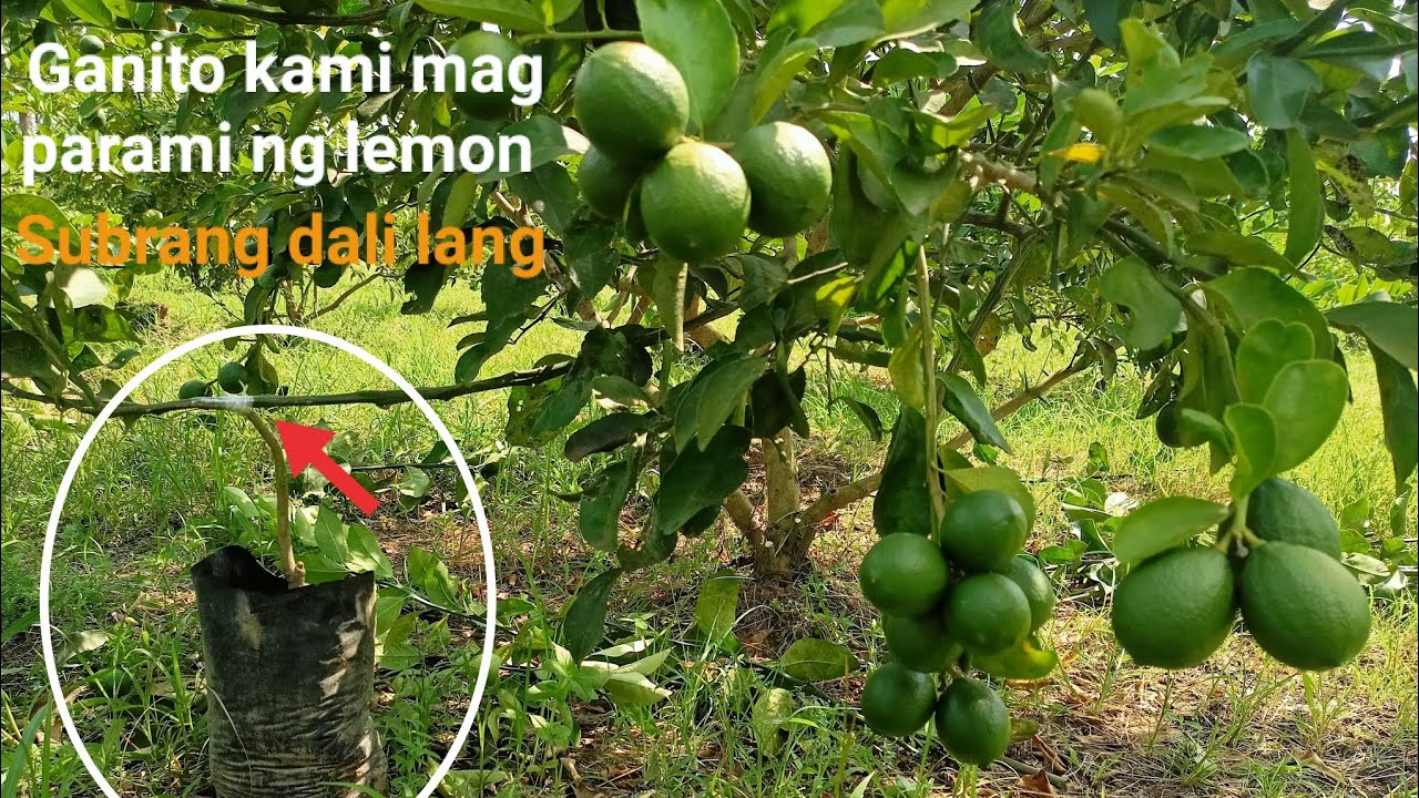 Paano mag parami ng lemon Mayer? at hitik sa bunga,tara ating alamin+tutorial &tips.Gha Agri Tv
