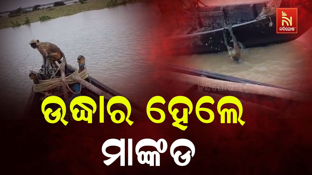 ଉଦ୍ଧାର ହେଲେ ବାଲେଶ୍ବର ଦହମୁଣ୍ଡା ନିକଟରେ ବନ୍ୟା ପାଣିରେ ଫସିଥିବା ମାଙ୍କଡ | Monkeys Stuck in Mid of River