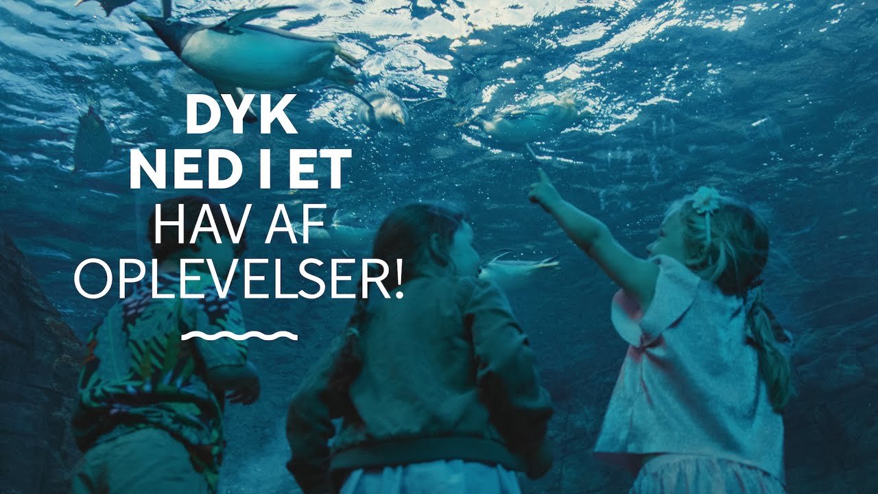 Dyk ned i et hav af oplevelser i Kattegatcentret!