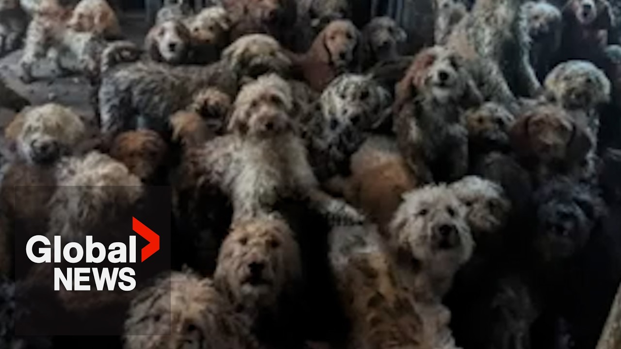UK animal charity forced to clarify image of 250 abandoned dogs isn&rsquo;t AI