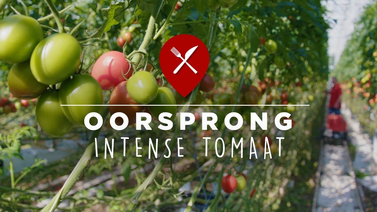 Kijkje in de kas: Intense tomaat