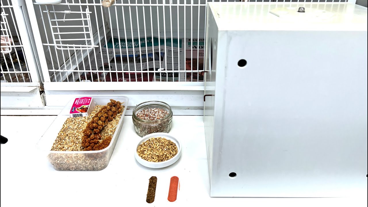 How to setup Budgie Breeding Cage