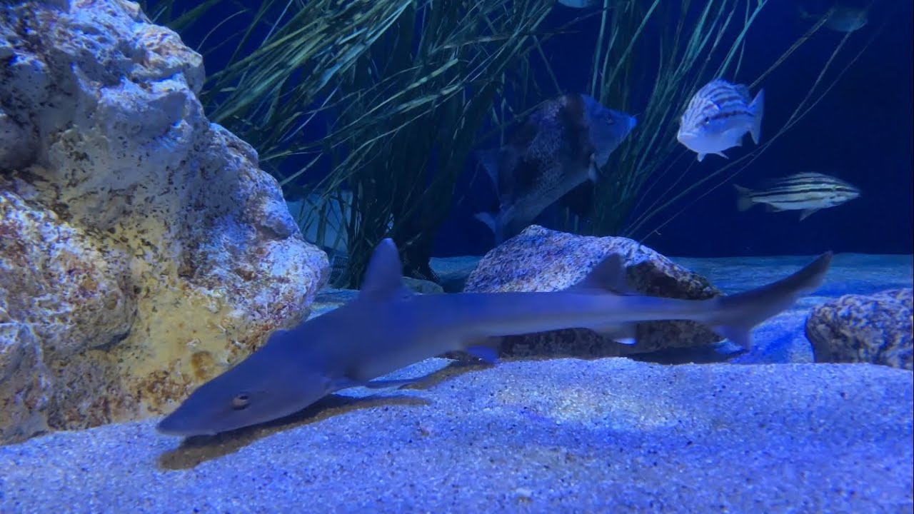 令和8年2月4日　竹島水族館　その4