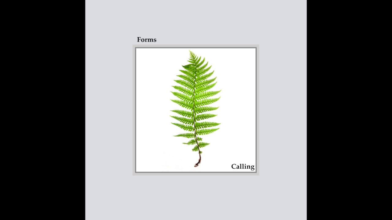 Forms : Calling (Digitone/Digitakt Ambient Jam)