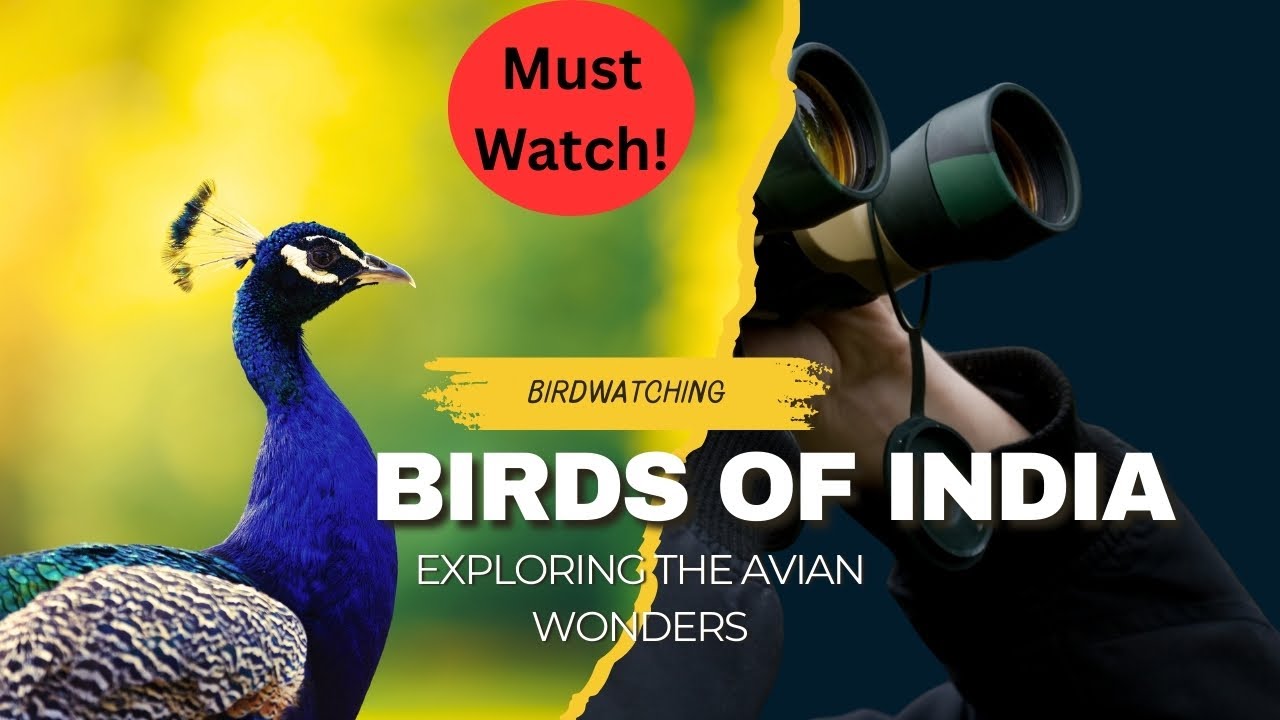Birds of India | Bird Watching in India | Wildlife of India 4K