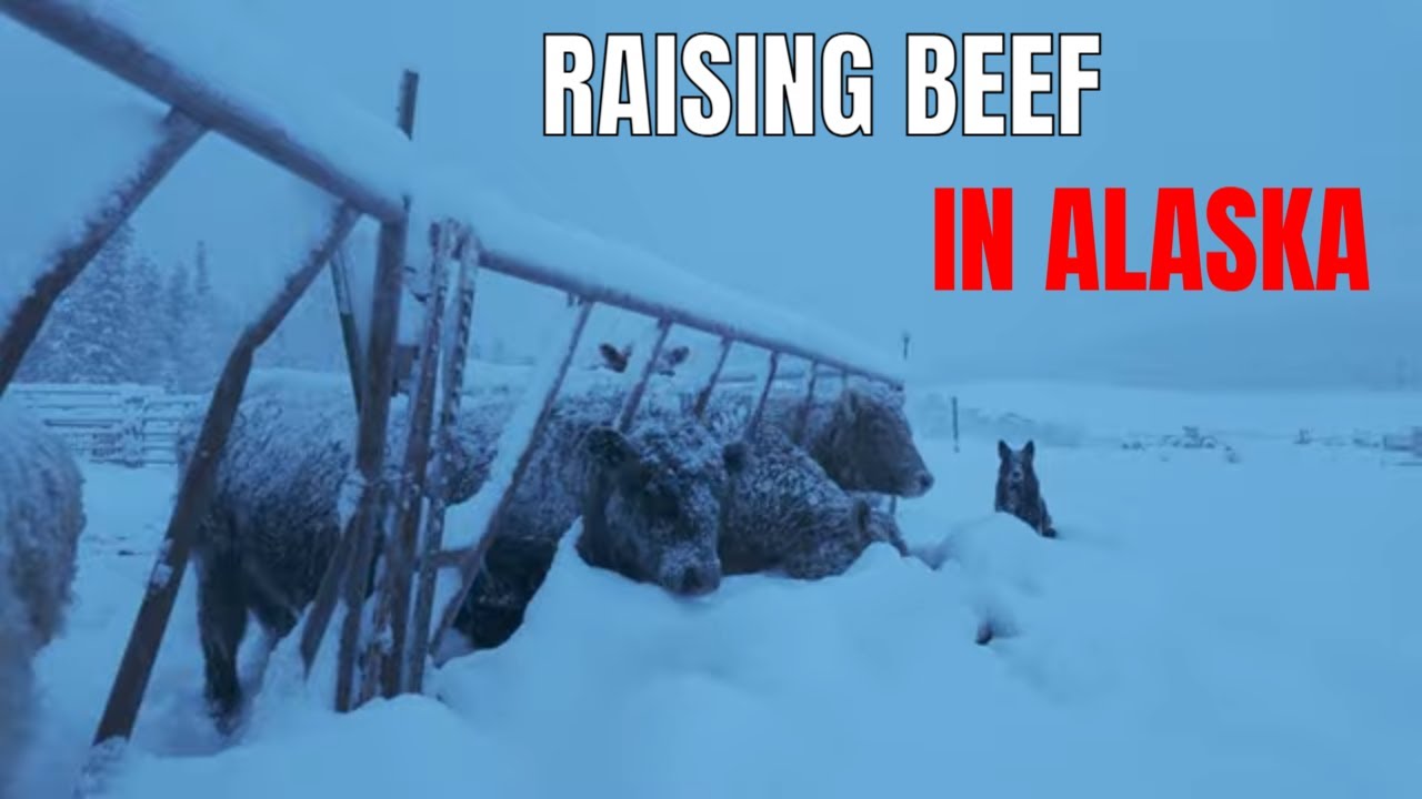 Welcome to My Alaskan Farm| Raising Beef in the Last Frontier