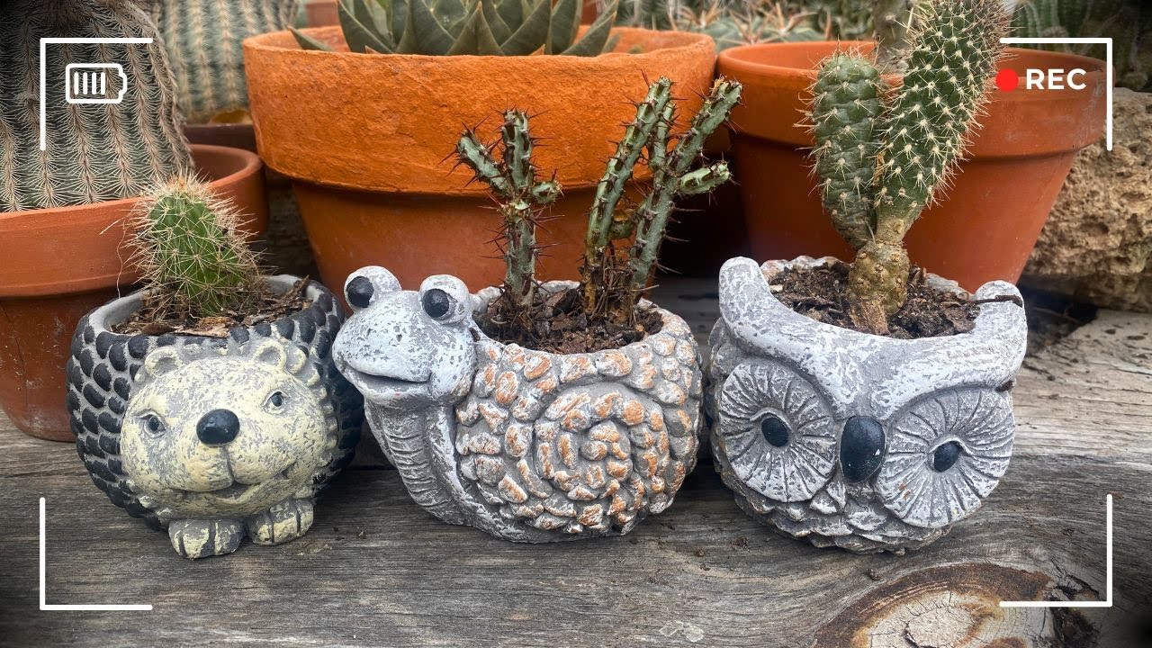 Sembrando NUEVOS CACTUS en mis Macetas de Animalitos 🐌🦉🦔