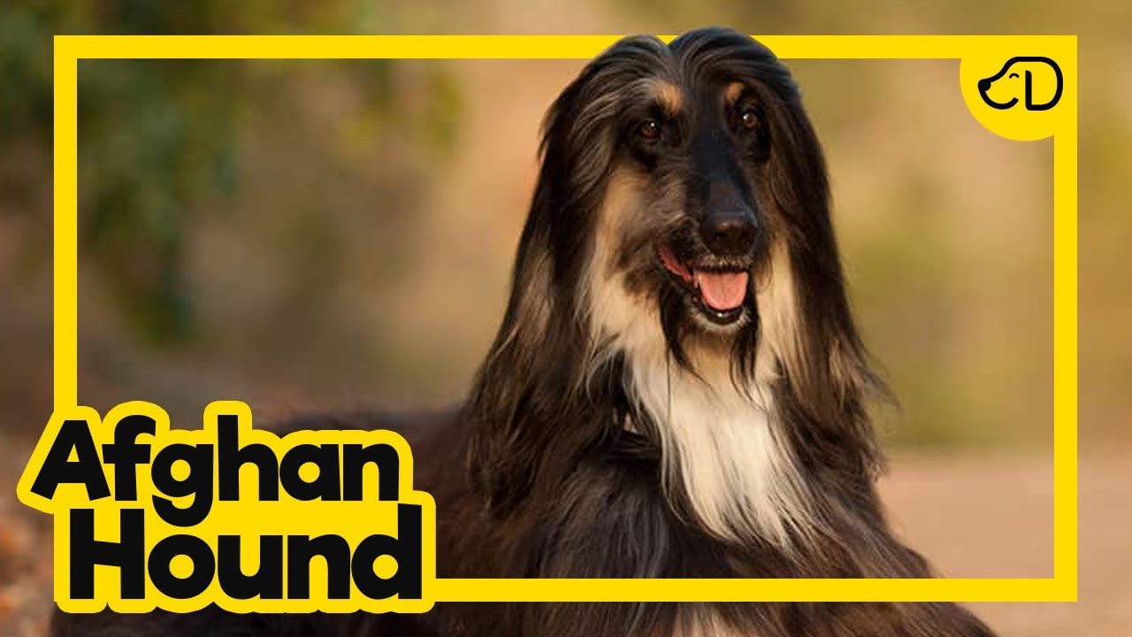 GALGO AFEG&Atilde;O: O primeiro c&atilde;o clonado com sucesso! #Dogueiros #AfghanHound #Ra&ccedil;as