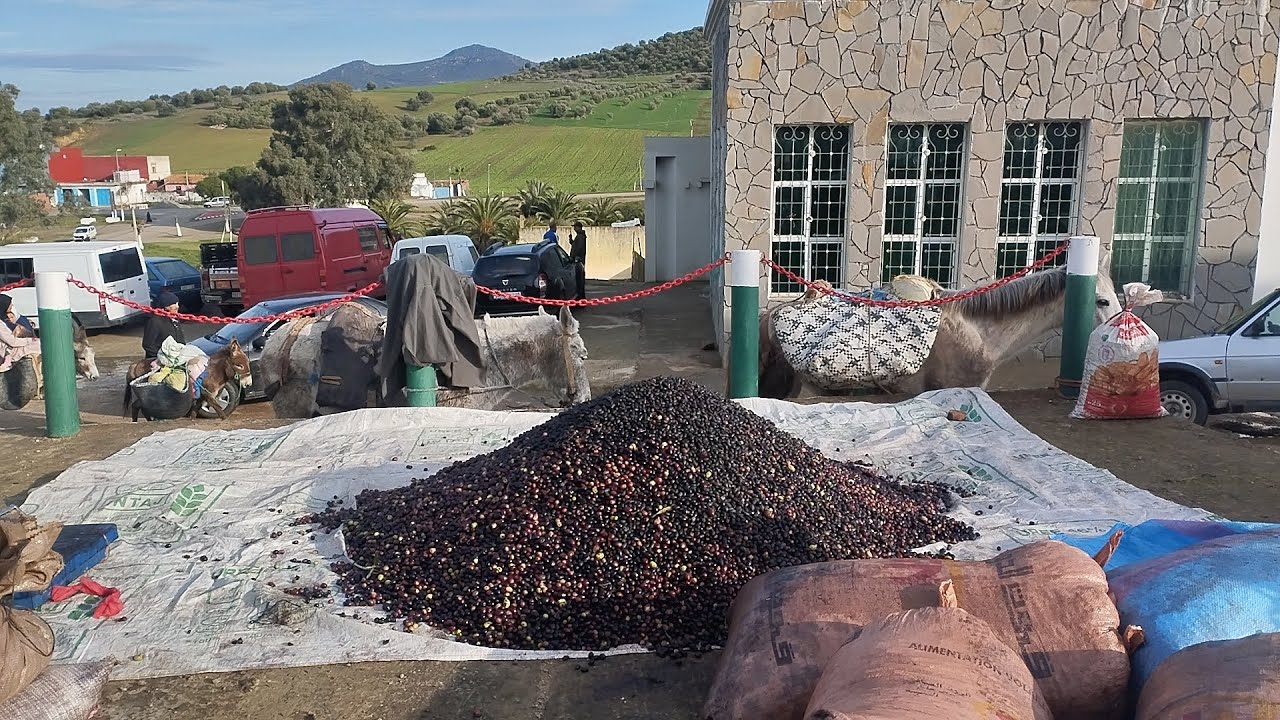أحسن جولة في سوق الزيتون والخضروات والفواكه 