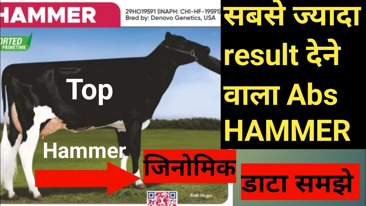 ABS HAMMER Bull का data कैसे करें breeding #top hf bull abs HAMMER full details #trendingvideo