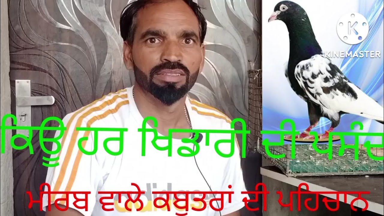 ਮਿਰਾਬ ਕਬੂਤਰ ਅਸਲੀ ਨਿਸ਼ਾਨੀਆਂ।  ( ਮੇਲਾ MAHUANA  ) Shoke kabootar Bazi da