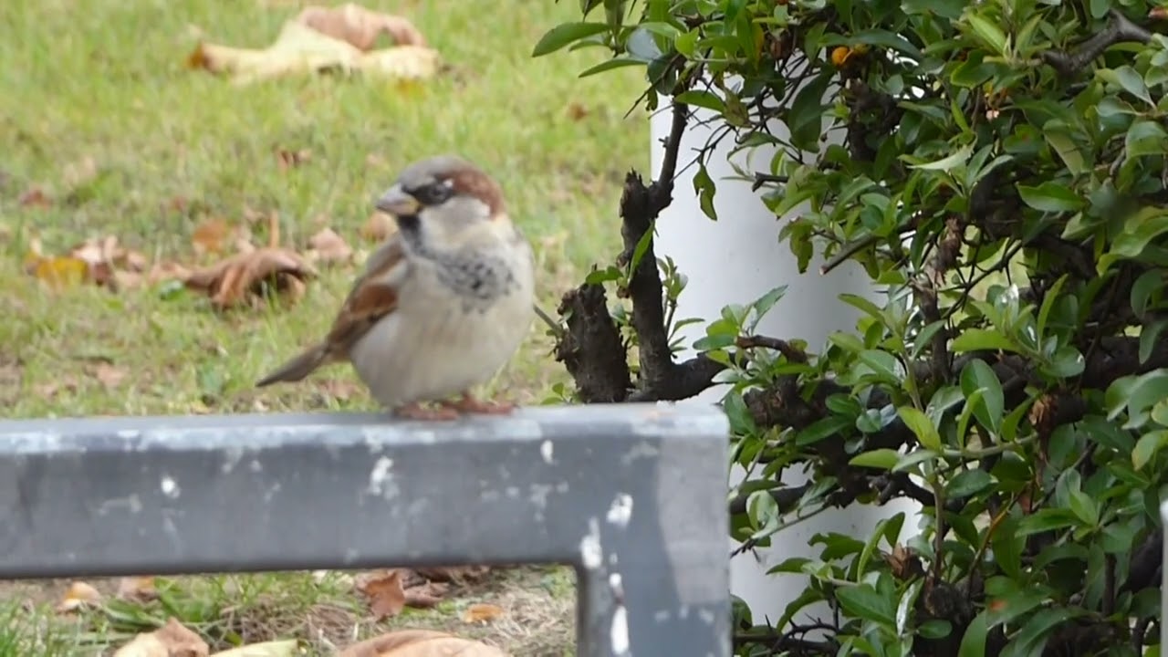 An Avian Opera Star