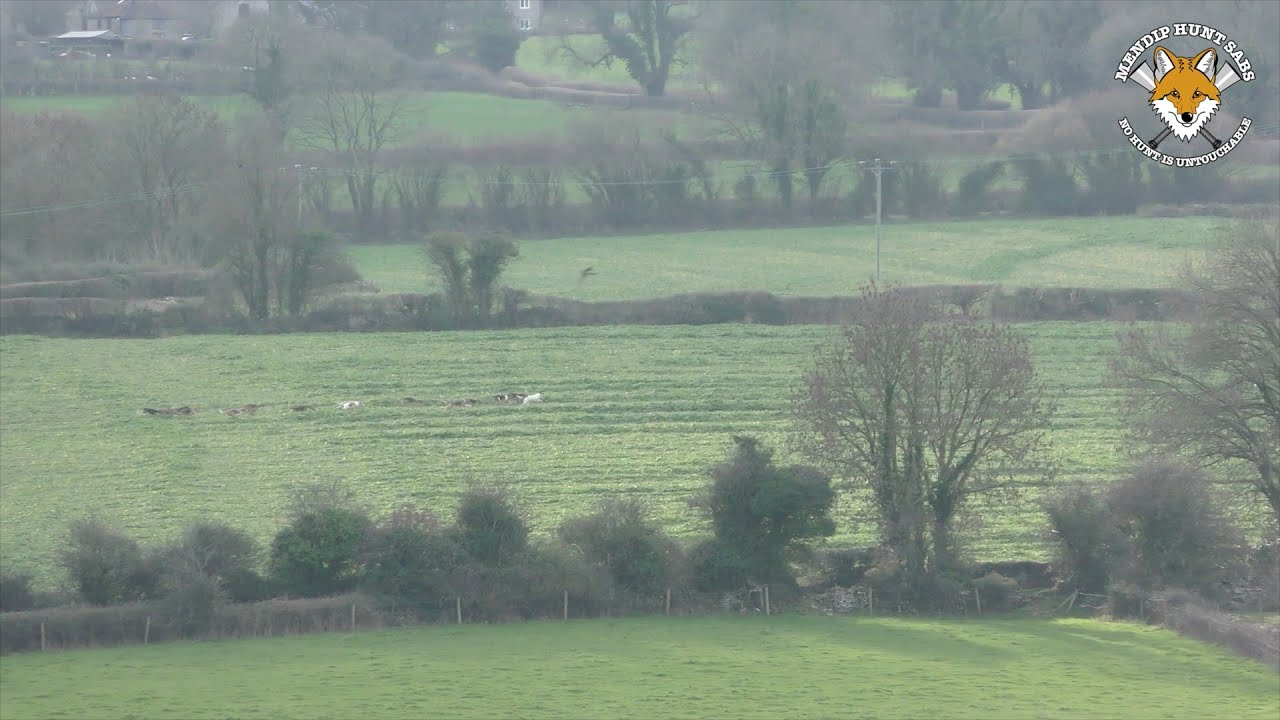 Another fox blatantly hunted by Mendip Farmers Hunt on NYD - 01-01-2026
