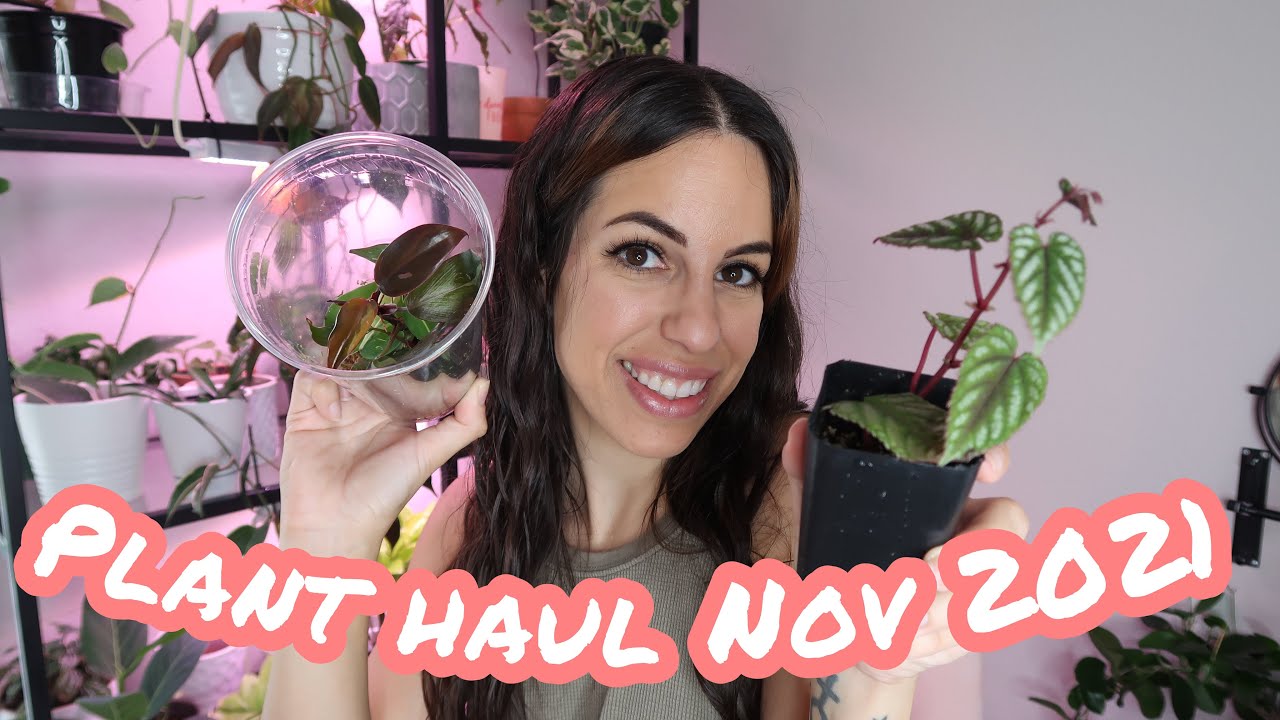 I'm back and I got some new plants! Plant Haul November 2021