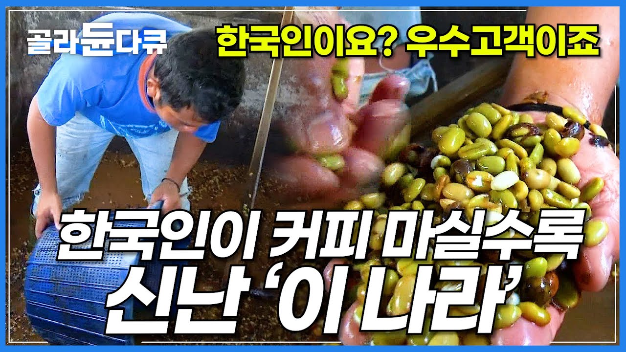 매일 커피 마시는 한국인 덕분에 신난 이 나라? 마을 전체가 커피 수출로 먹고산다. 인도네시아의 커피 농장│커피 수출 과정│극한직업│#골라듄다큐