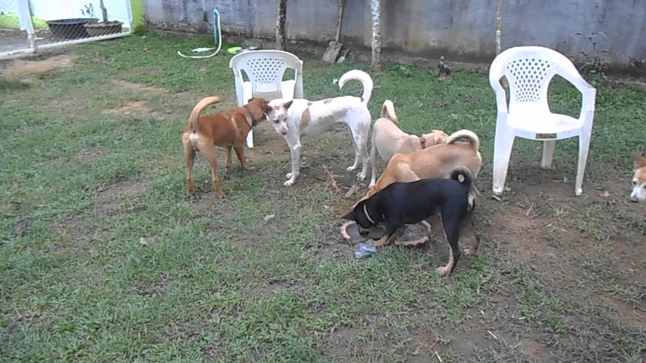 Phuket Dog Resort - Teenager playing in the garden