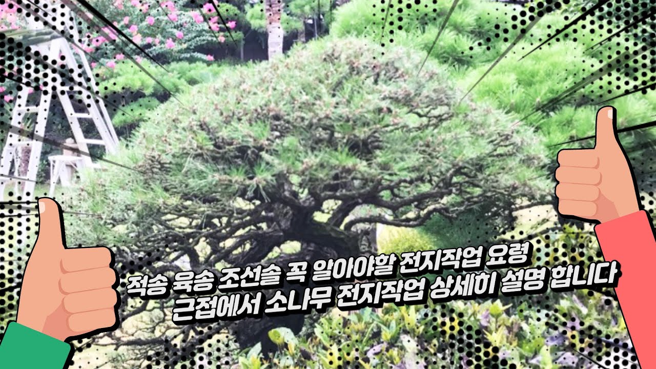 소나무 적송 육송 조선솔 근접 촬영 전지작업 초보자도 쉽게 상세히 설명 합니다