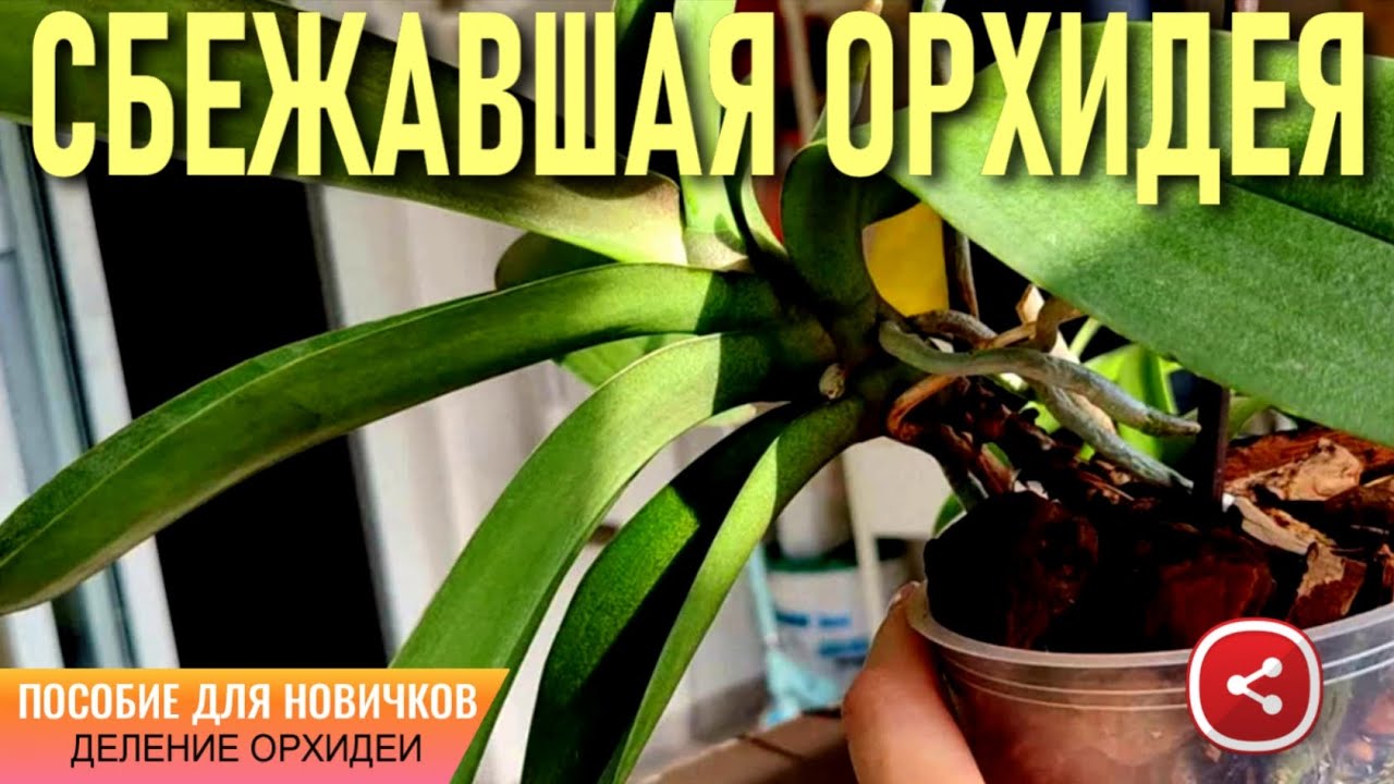 СБЕЖАВШАЯ ИЗ ГОРШКА ОРХИДЕЯ! ПОСОБИЕ ДЛЯ НОВИЧКОВ ПО ДЕЛЕНИЮ (ОМОЛОЖЕНИЮ) СТАРОЙ И БОЛЬНОЙ ОРХИДЕИ!