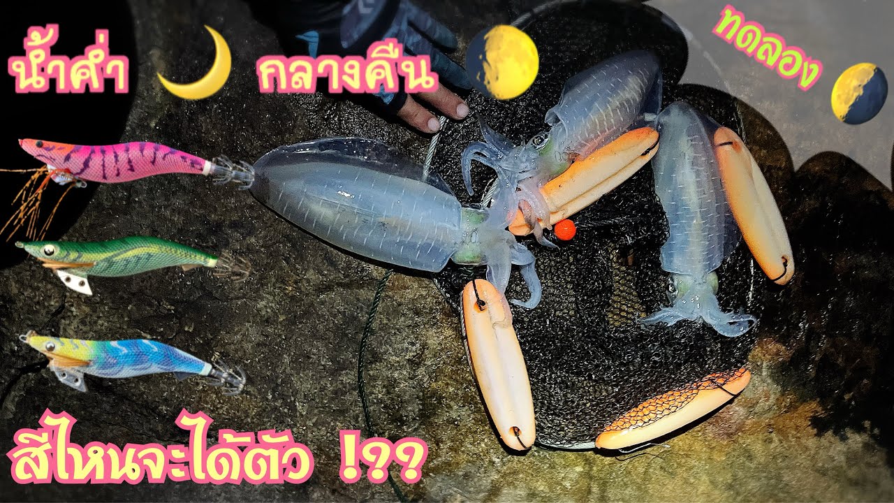 EP. 53 ตกหมึกน้ำค่ำ โยสีไหนจะได้ตัว ทดสอบครับน้าๆ