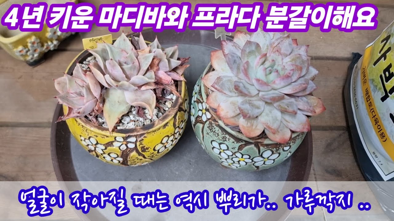 26.1.31 🌹4년 키운 #마디바와 #프라다 사박토로 분갈이해요🌹 #사박토 010-3436-6631 