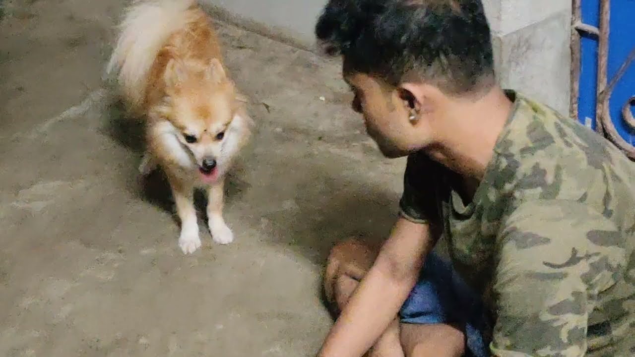 এতো পাপা পাগলি পাপার সঙ্গে খেলবে আর কারো সঙ্গে না 🐕🐾🐾#kido #doglover #dog #dogowner #pomeranian