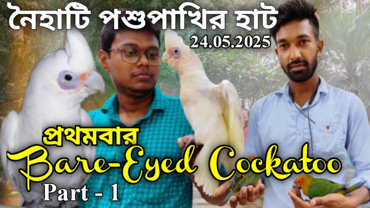 ।।নৈহাটি হাটে প্রথমবার Bare -Eyed Cockatoo।।Naihati Pet Market✨।।Recent price of Cockatiel,Conure।।
