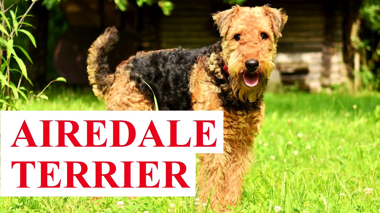 AIREDALE Terrier - OPIS RASY, charakter, zdrowie, historia, wady i zalety