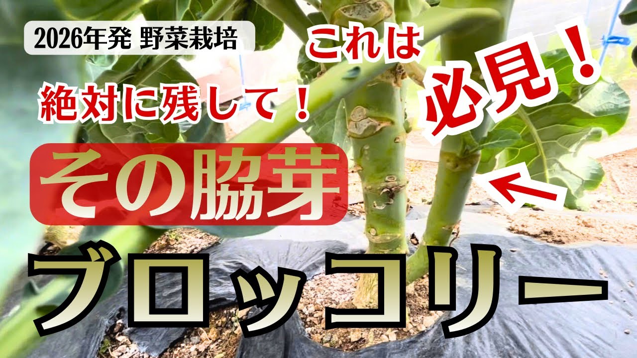 【ブロッコリー】絶対に残して！その脇芽。頂花蕾から側花蕾へ。