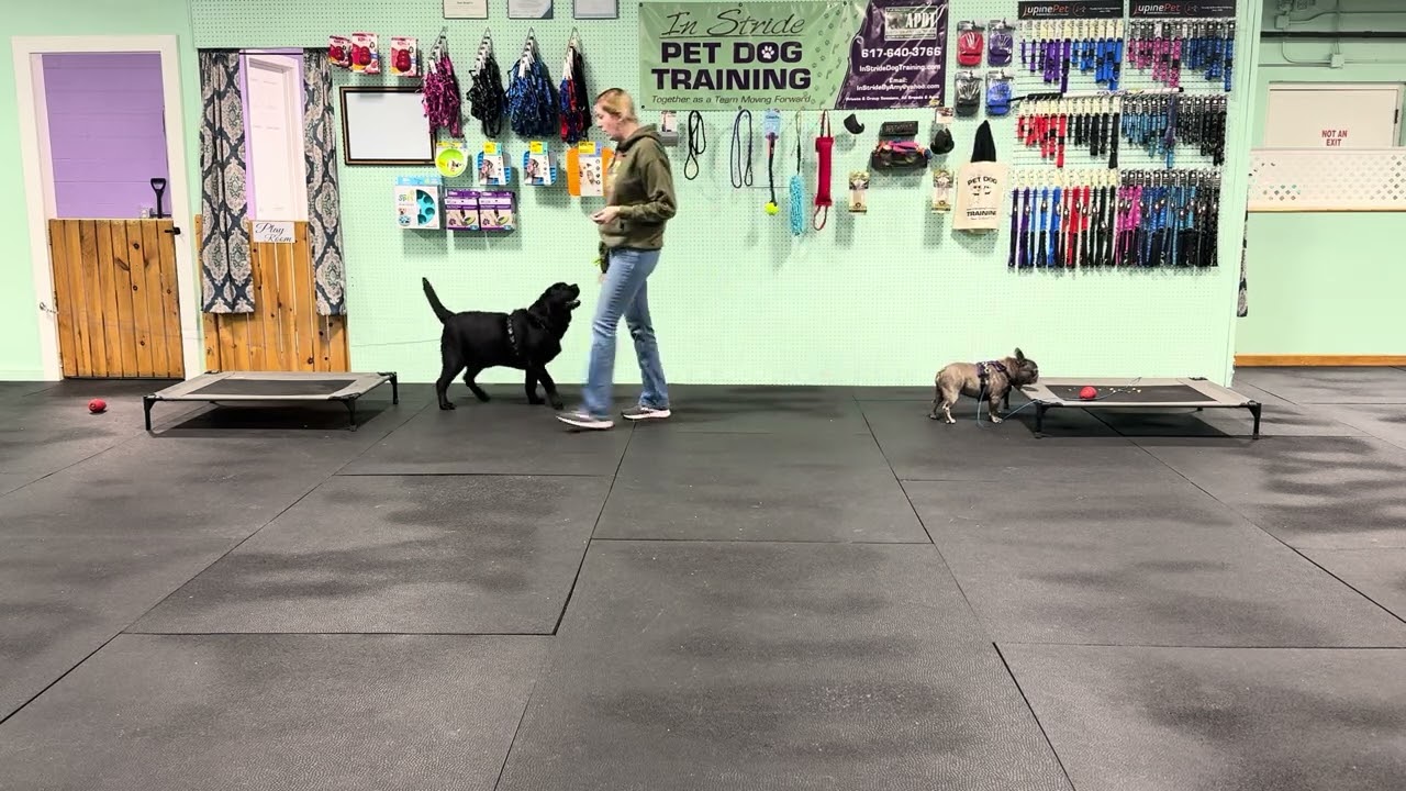 Jojo & Bodie - Working with Multi Dog Household and How Tethering may be a Helpful Option.
