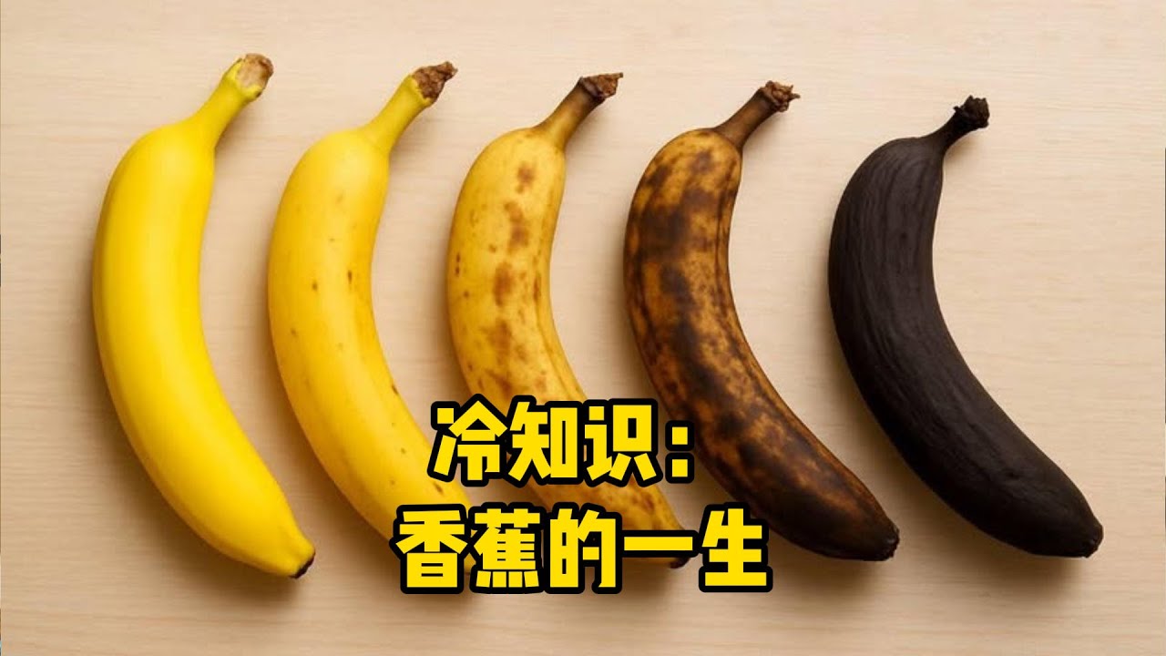 香蕉冷知识：它根本不是一种水果？它其实有四个不同的身份！