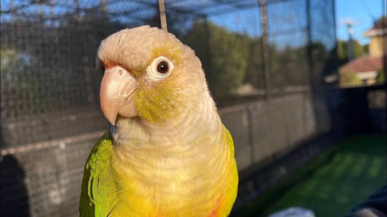 Free Flight Training  ~ Pineapple Conure (Episode 2)