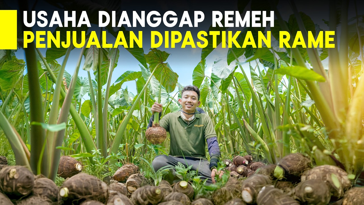 Tidak Gengsi! Lulus Kuliah Jadi Petani Talas dan Buat Olahan Talas Jumbo Naik Kelas