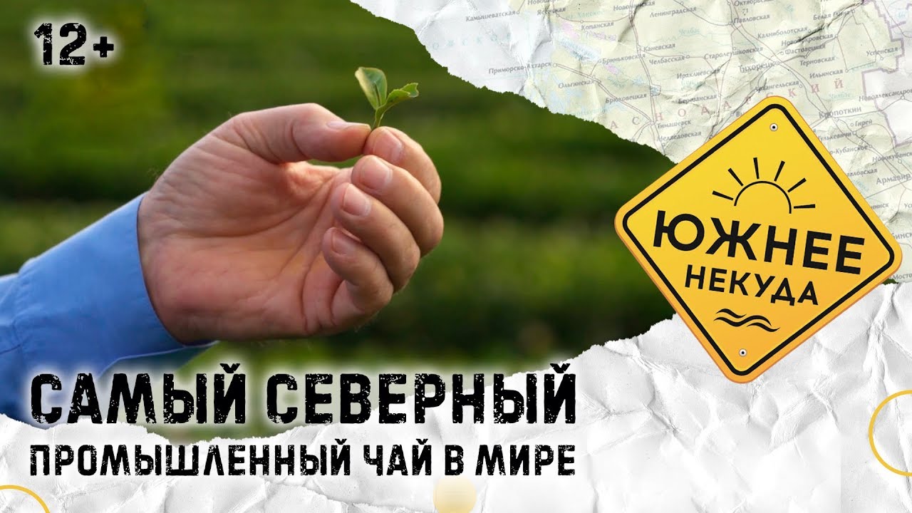 САМЫЙ СЕВЕРНЫЙ ПРОМЫШЛЕННЫЙ ЧАЙ В МИРЕ