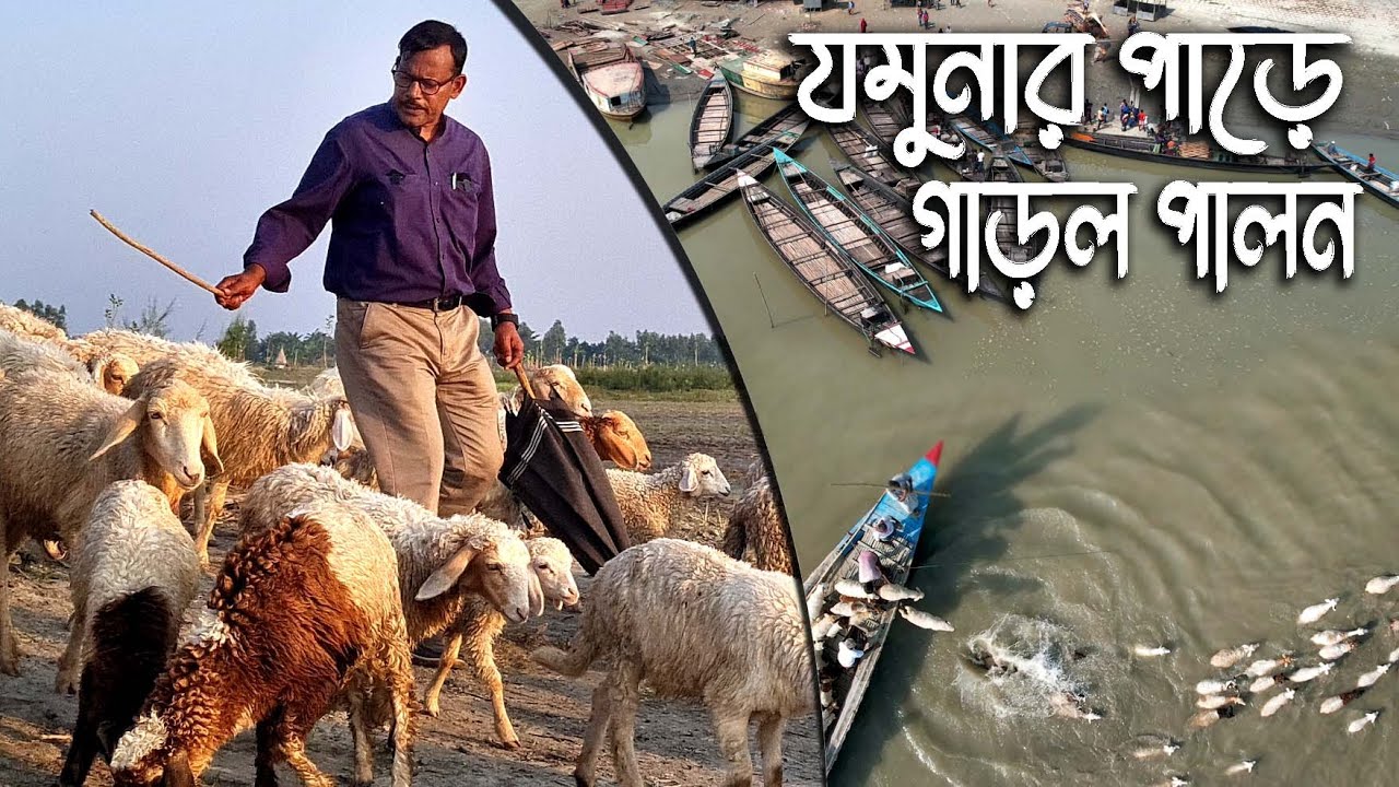 840-যমুনার চড়ে গাড়লের খামার,সারিয়াকান্দি বগুড়া-র.ই মানিক চিত্রপুরী R.I.Manik.Chitrapuri Krishichitra