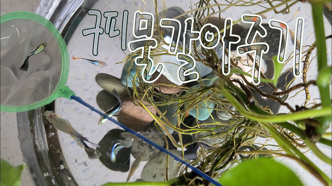 여과기없이 구피 처음키우기/쉽게물갈아주기/히터기없이 구피키우기/수경식물과구피어항/스킨답서스와구피 [EP35]