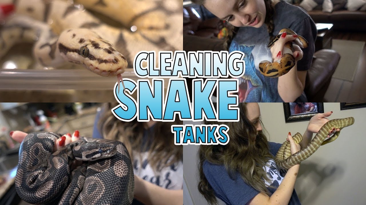 Snakes Shedding + Cleaning Tubs | Family Baby Vlogs