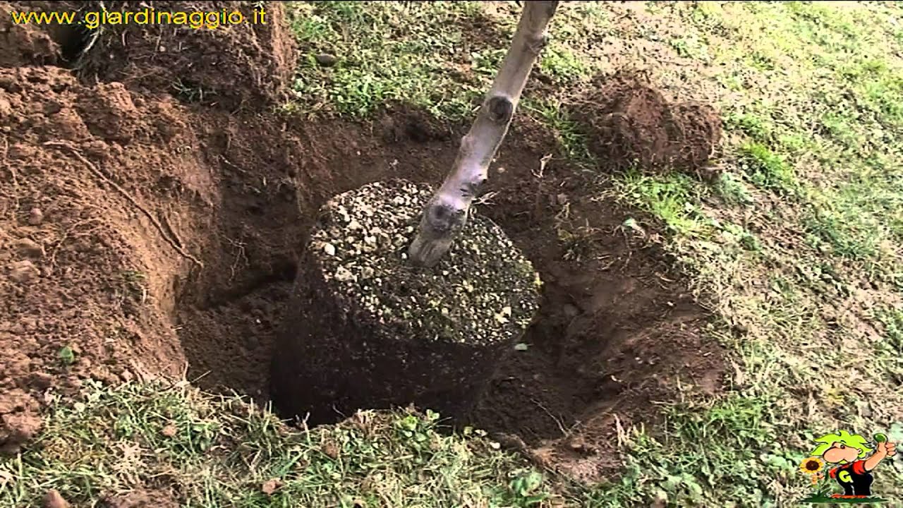 mettere a dimora un albero