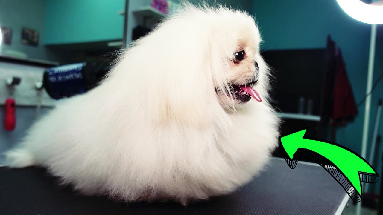 LONG HAIR PEKINGESE have a NEW HAIRCUT (Grooming and Bathing)