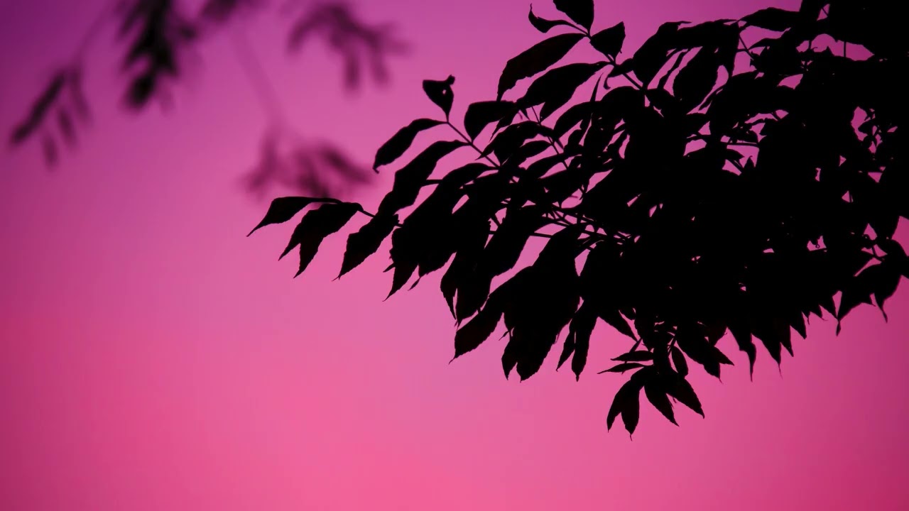 🎵 
