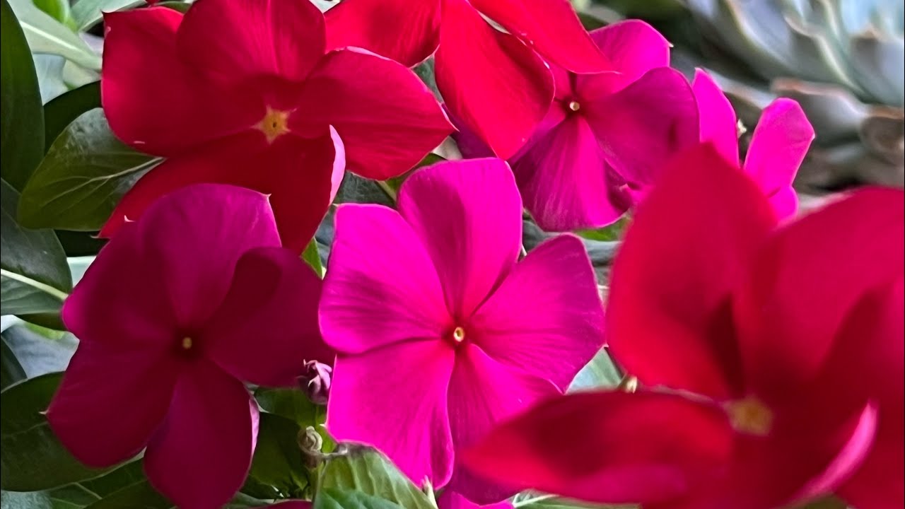 Cuidado de las Vincas Sustrato y más, Periwinkle Plants ,Florecen todo el Año