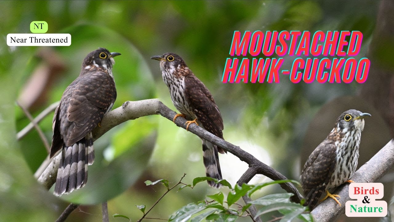 Part 08: Moustached Hawk-Cuckoo (Hierococcyx vagans)