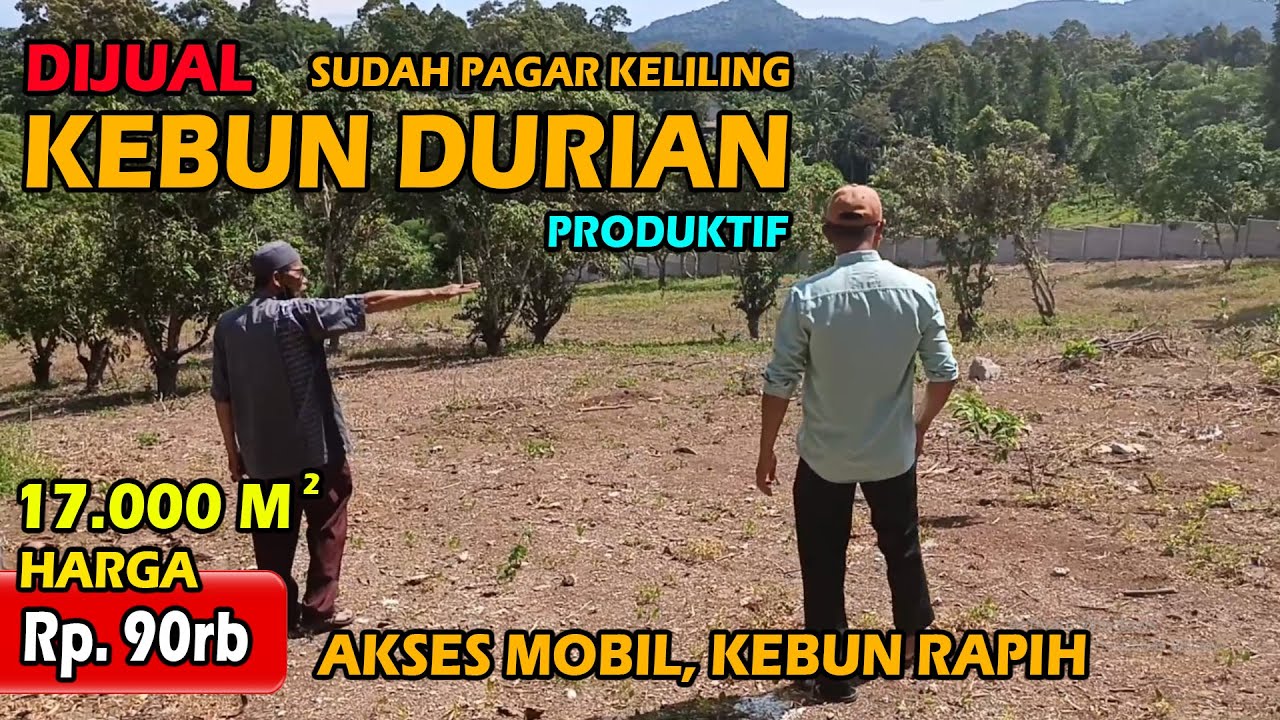 DIJUAL LAHAN KEBUN DURIAN MURAH SUDAH PAGAR KELILING VIEW INDAH