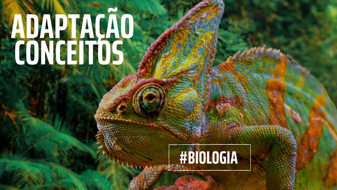 Adaptação Conceitos