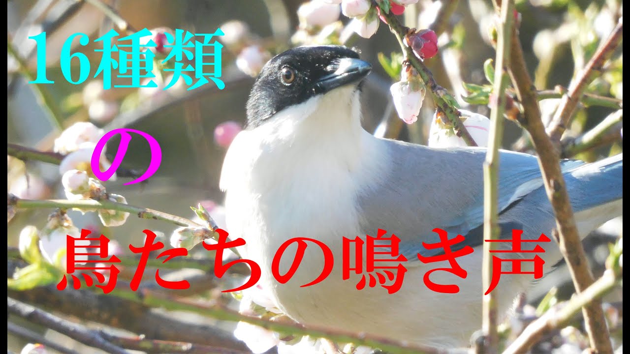 日本の小鳥16種類・鳴き声　5.1ch