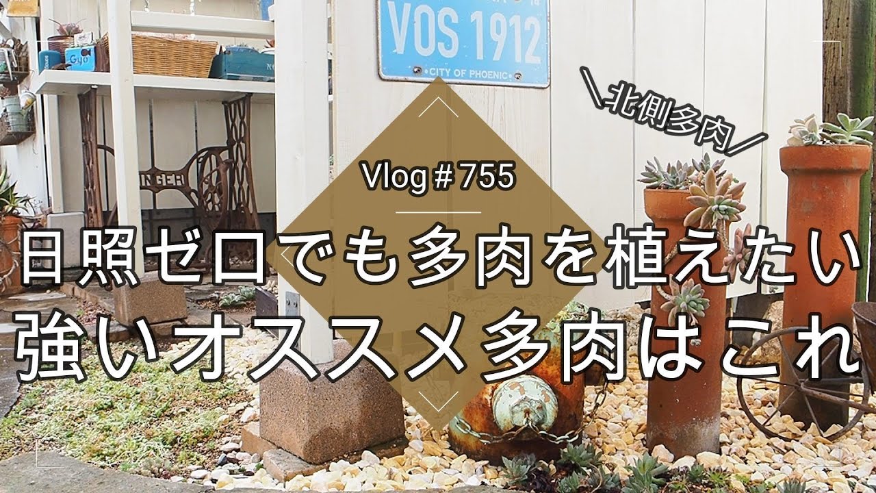 【Vlog755】【多肉植物】北側多肉！日照ゼロでも多肉を植えたい💚強いオススメ多肉はこれ【土管植え】
