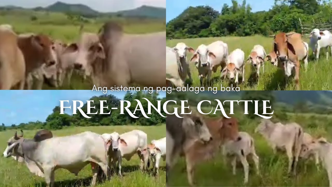 Ang sistema ng pag-aalaga ng mga Baka | Free-range Cattle