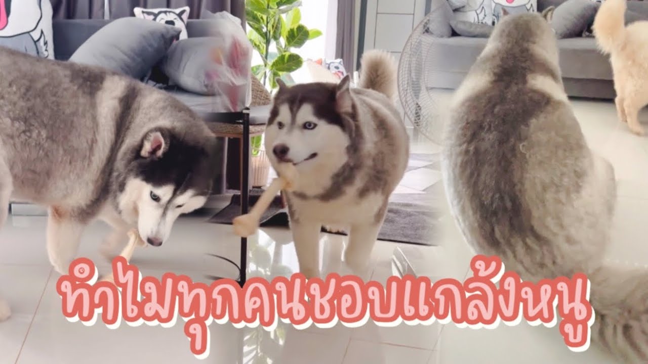 รู้ไหม?ทำไมคนชอบแกล้งข้าวสากเพราะข้าวสากตัวกลมลุกวิ่งไม่ทันคนอื่นไง