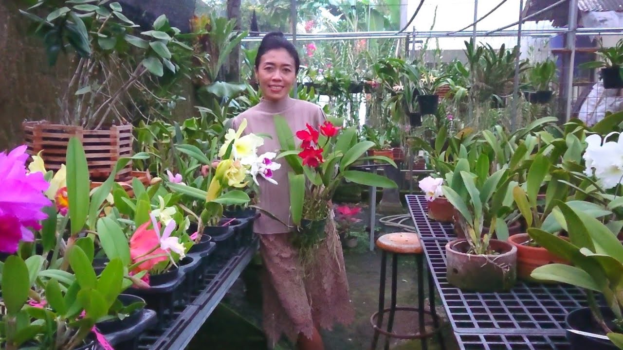 Ready Anggrek Cattleya berbunga besar bahan koleksi bunda sultan harga rodok murah