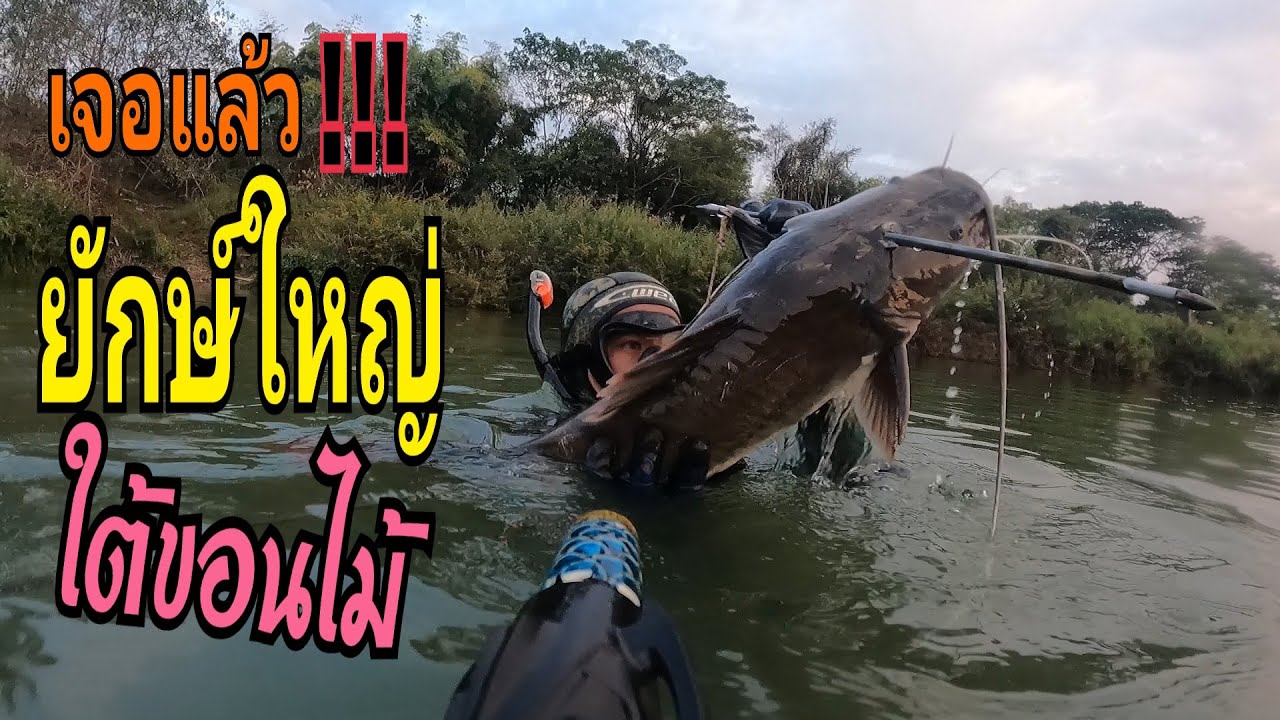ดำน้ำยิงปลากดคัง เจอวังปลากดเหลืองนับร้อยตัว